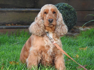 Étalon Cocker Spaniel Anglais - Solene Du sasia