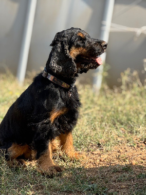 Étalon Cocker Spaniel Anglais - de l etang au miroir Sterling