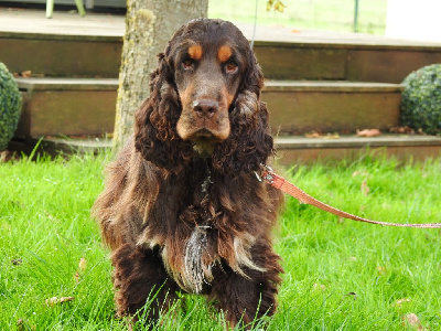 Étalon Cocker Spaniel Anglais - Unolulu De L'étang Au Miroir