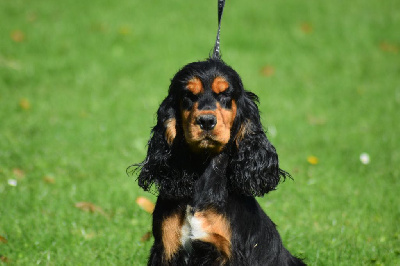 Étalon Cocker Spaniel Anglais - Sandy De beaudribos