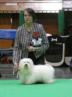 Étalon Coton de Tulear - CH. Phélicie Pillywiggins