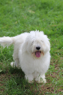 Étalon Coton de Tulear - Truffe des bois de la bro