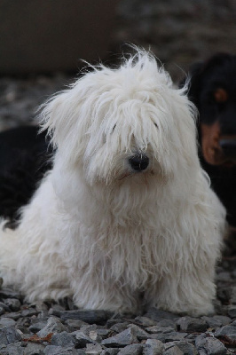 Étalon Coton de Tulear - Ula des bois de la bro