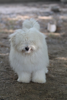 Étalon Coton de Tulear - Salie Impasse Des Hirondelles