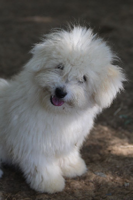 Étalon Coton de Tulear - Sacha des bois de la bro