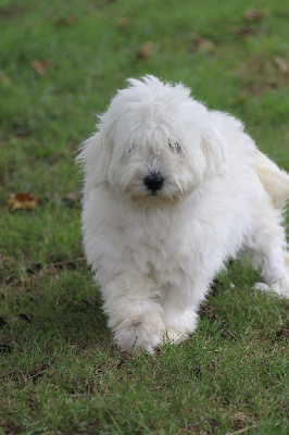 Étalon Coton de Tulear - Tatin des bois de la bro