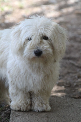 Étalon Coton de Tulear - Sidonie des bois de la bro