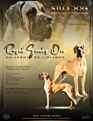 Étalon Dogue allemand - Royal scooby doo Du jardin de l'olympe