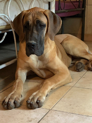 Étalon Dogue allemand - Very top Des Terres De Romandor