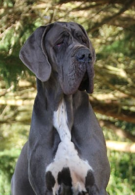 Étalon Dogue allemand - Tanusha de la Lande des Géants Bleus