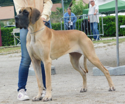 Étalon Dogue allemand - Ullia Au Royaume De Leyla