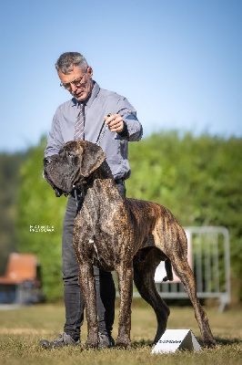 Étalon Dogue allemand - Thème Du Val De Celle