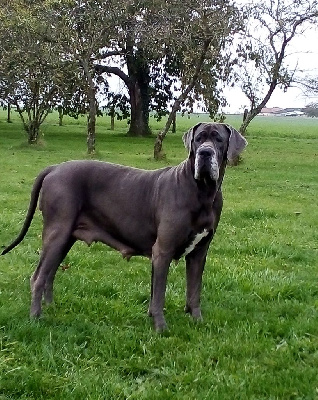 Étalon Dogue allemand - Sinaï des apollons de la Salud