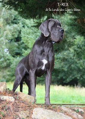 Étalon Dogue allemand - T-rex de la Lande des Géants Bleus