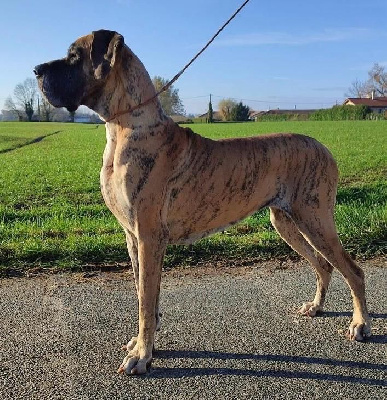 Étalon Dogue allemand - Perran Du Wekomundo Of Dark Angel's