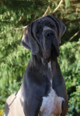 Étalon Dogue allemand - Rubaïna de la Lande des Géants Bleus