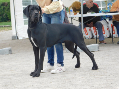 Étalon Dogue allemand - Utah Au Royaume De Leyla