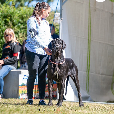 Étalon Dogue allemand - CH. Tawane de la Benjamine