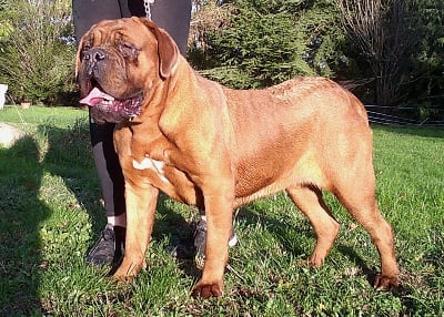 Étalon Dogue de Bordeaux - T-lirika Nostalgie de France