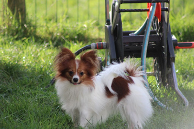 Étalon Epagneul nain Continental (Papillon) - Vedette de la vallée de la Py