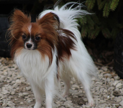 Étalon Epagneul nain Continental (Papillon) - Snoopy de la vallée de la Py