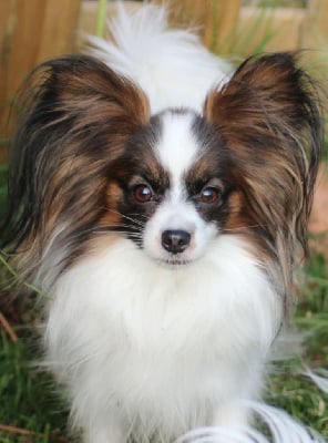 Étalon Epagneul nain Continental (Papillon) - Rosie Des Huttes Du Grand Marais