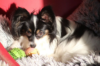 Étalon Epagneul nain Continental (Papillon) - Trudy Des Huttes Du Grand Marais