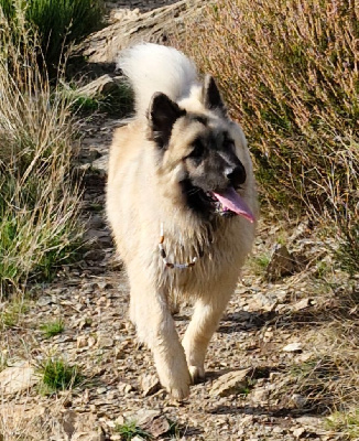 Étalon Eurasier - Velvet mosaïque v'geppo Du Liminal Blanc