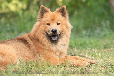 Étalon Eurasier - Ukali oomen des légende de retz