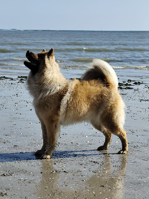 Étalon Eurasier - Tasty girl mag'reese du royaume d'ebene