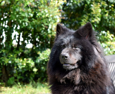 Étalon Eurasier - Rebelle de l'odysee des muses