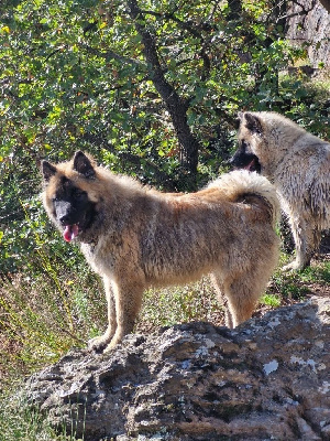 Étalon Eurasier - Velvet mosaïque vanille rosita Du Liminal Blanc