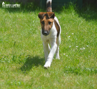 Étalon Fox Terrier Poil lisse - bir Fox candy