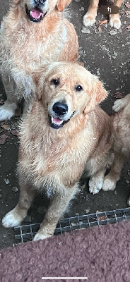 Étalon Golden Retriever - Ulynn Des Terres Sacrées D'aurus