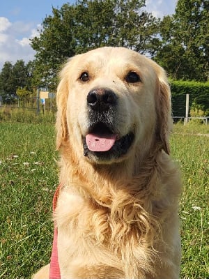 Étalon Golden Retriever - Tibou of caniland's dream