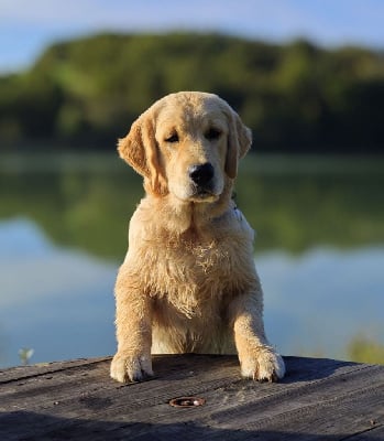 Étalon Golden Retriever - marinianis Poker face