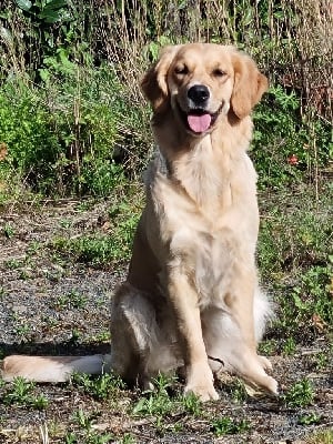 Étalon Golden Retriever - Tina Du Domaine De La Talbotiere