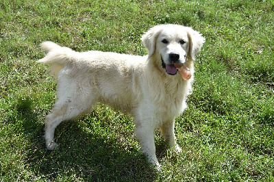 Étalon Golden Retriever - Perfect boy des Anges de la Claie