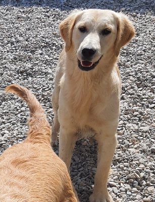 Étalon Golden Retriever - Up up up Du Mas De La Hillane