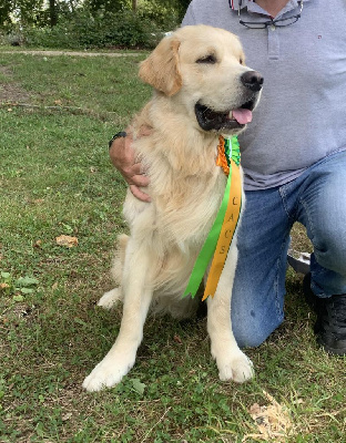 Étalon Golden Retriever - T'choupy Des Plateaux Du Septaine