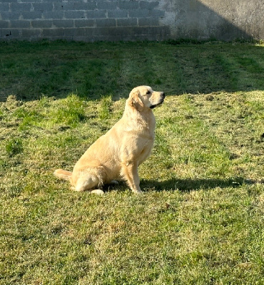 Étalon Golden Retriever - Tresor De La Lagune De Montdesir