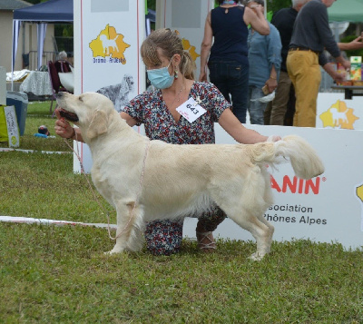 Étalon Golden Retriever - Paycee diamond crown of Deep Dreamer's