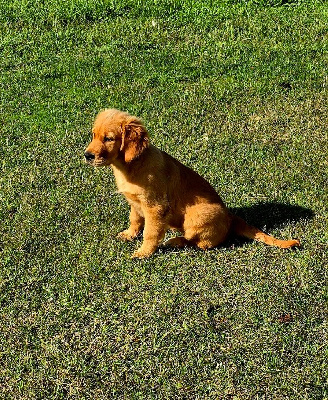 Étalon Golden Retriever - Vaiana des fields d'est