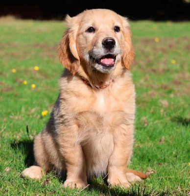 Étalon Golden Retriever - Vitamine Des Terres Sacrées D'aurus