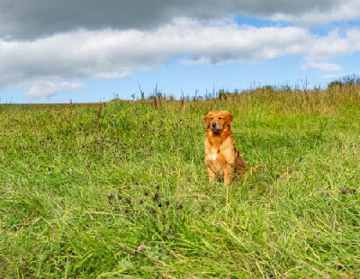 Étalon Golden Retriever - Wilko u-r the best wilkinson jonny D'Aspe & D'Ossau