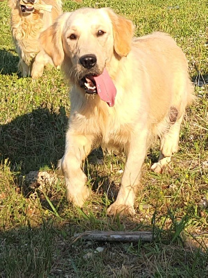 Étalon Golden Retriever - Unike De La Terrible Menée