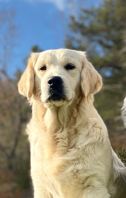 Étalon Golden Retriever - Reem De La Tribu Des Tam Tam