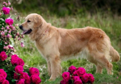 Étalon Golden Retriever - T'dacota (Sans Affixe)