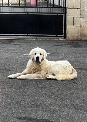 Étalon Golden Retriever - T'es fou de l eternel mitness