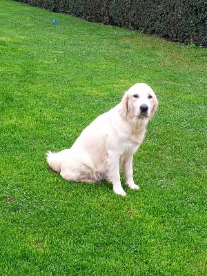 Étalon Golden Retriever - Tesla du Marais Flamand